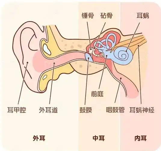 耳朵内部结构图