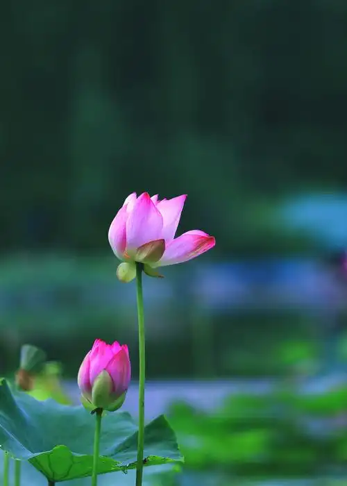 活在当夏 品味最美荷花古诗词