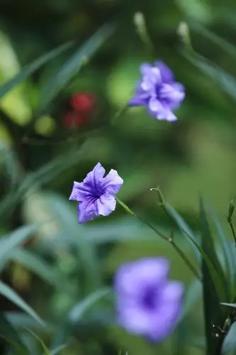 身边的风景·蓝花草