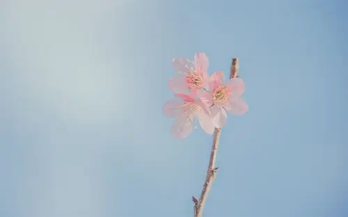 漂亮微距花卉摄影高清桌面壁纸