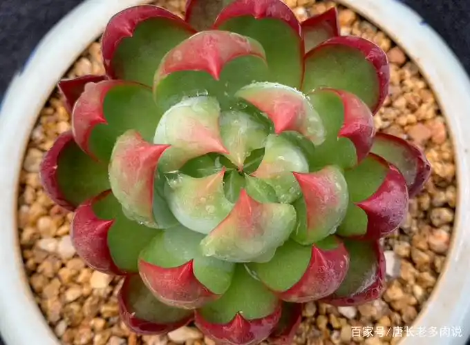 惊鸿一瞥自难忘——多肉惊鸿仙子,只听名字就很美,你养过没有?