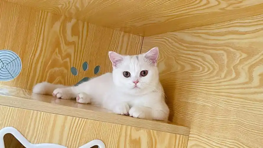 纯白色英国短毛猫