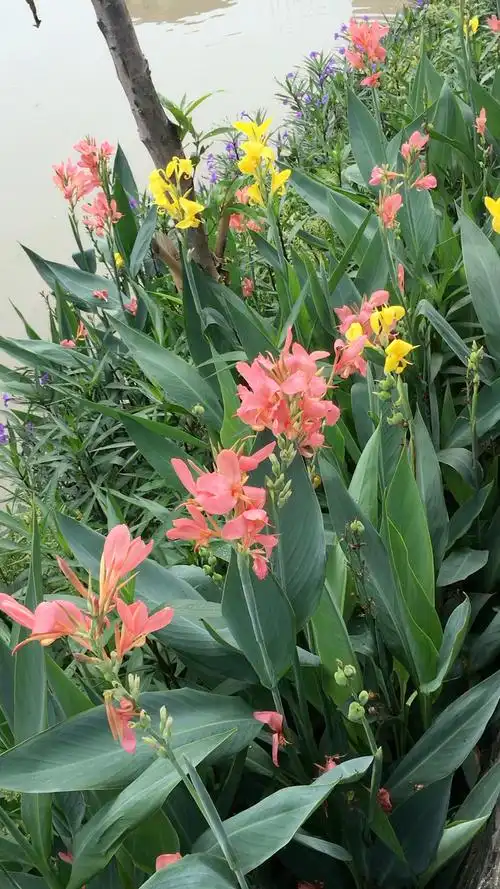 各种颜色的美人蕉开的花真漂亮!