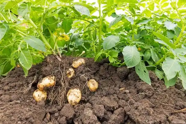 土豆种植秘籍大揭秘!掌握最佳施肥策略与病虫害防治绝招!