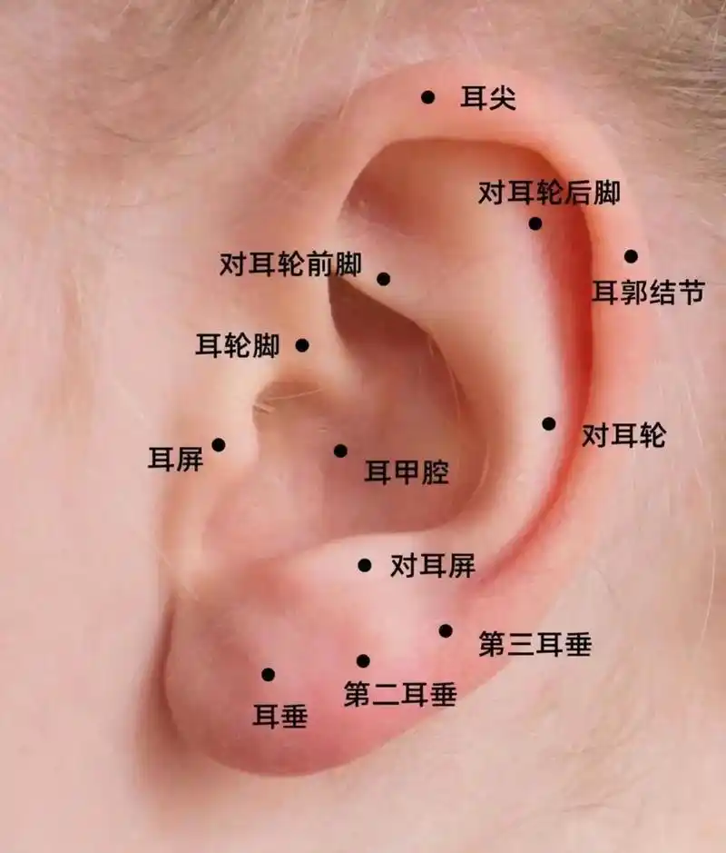 耳朵部位穿孔展示#耳骨钉 #打耳洞 #女纹身师 #小众设计感 - 抖音