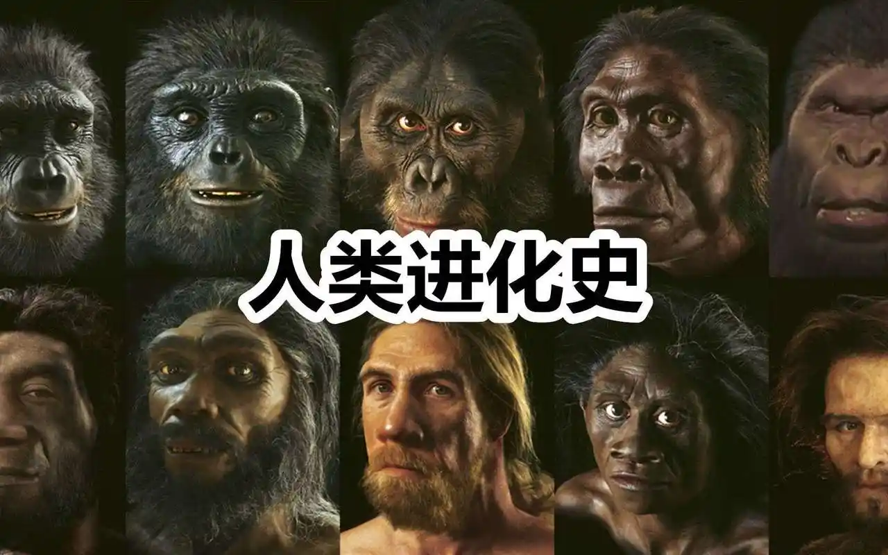 猿猴进化到人的图片(从猿到人) - 赤虎壹号