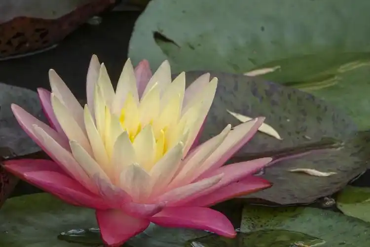 【首发】五彩莲花(一)