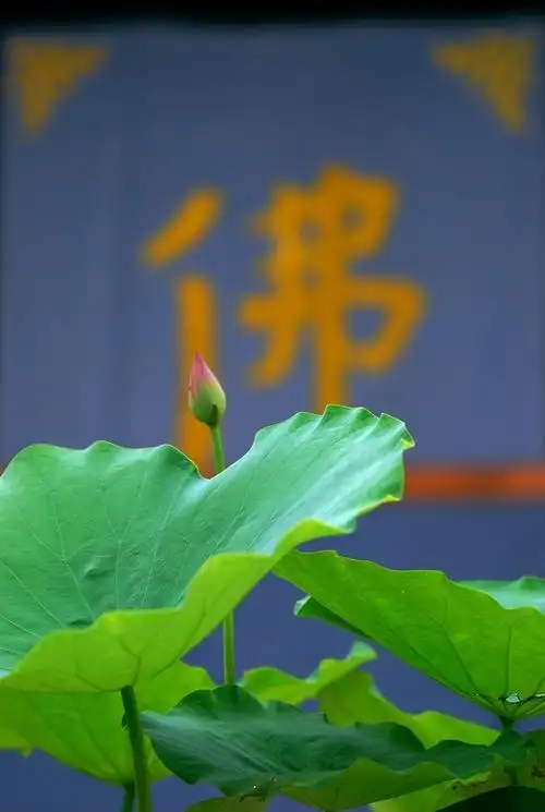 我是佛前的一朵青莲