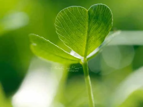 唯美绿色意境好看大图森系小清新图片