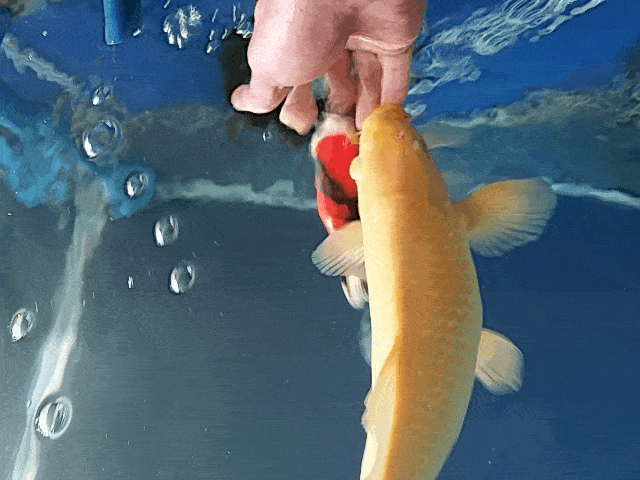 为何锦鲤店的老板大多是河南人