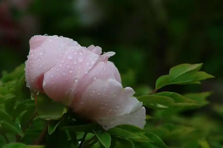 雨中的牡丹花