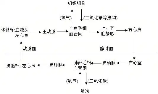 人体的血液循环包括体循环和肺循环,有关肺循环正确的是( ) a.