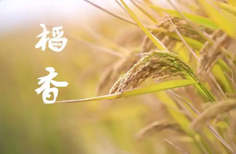 古诗词里的气象密码丨稻香篇