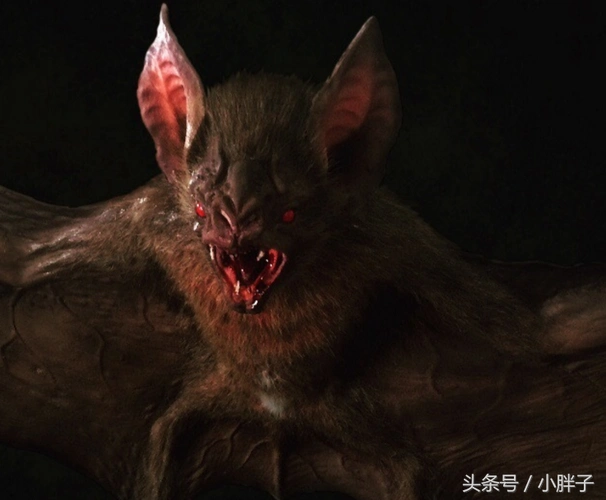 血蝙蝠,这样都以为是动画片.可是看完下面那张细节图,真的就给跪了.