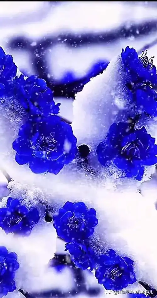 冬天的梅花图片(冬天的梅花图片 唯美)_植物知识网