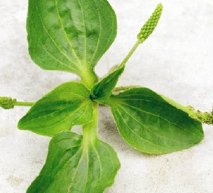 消化内科有关学年毕业论文范文,与车前子粉治顽固性便秘等相关论文