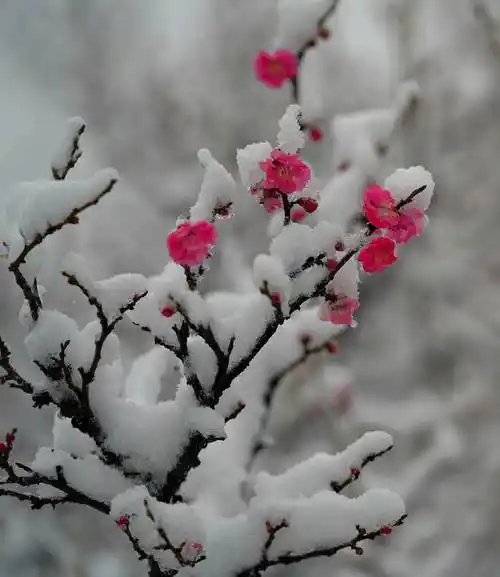 南山公园傲雪寒梅