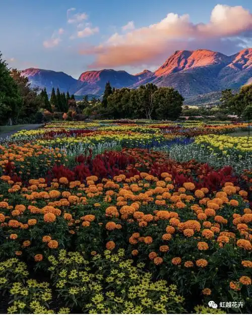 20万m05绝美花海,这才是春日顶级氛围感!