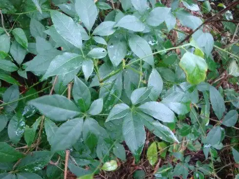 五加皮(细柱五加)--摄于靖西