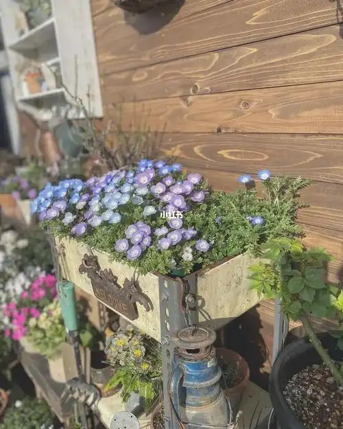 花园里的精灵当担匍匐墨西哥飞蓬草养护方法