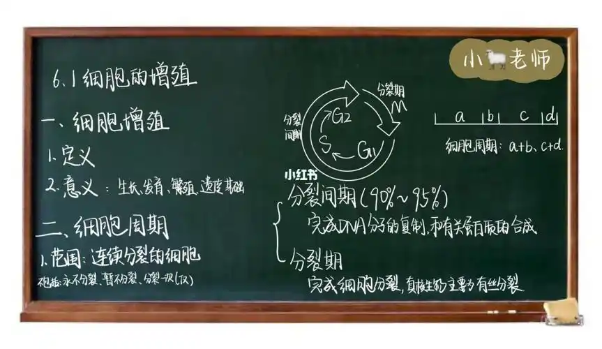 生物板书|有丝分裂 挑战高一最晚放假91