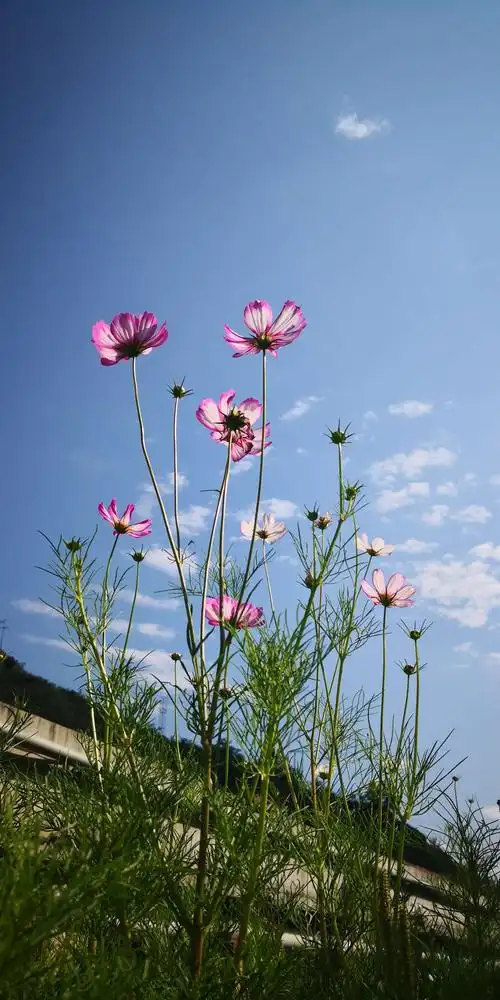 蓝天白云格桑花,永远令人心情愉快.