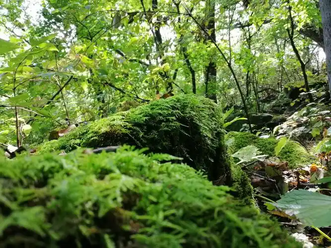 东北吉林长白山原始森林
