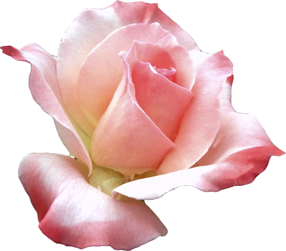 免抠花草素材三