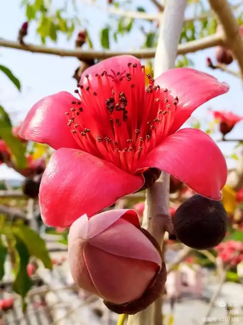 木棉花开红似火