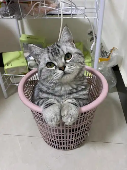 虎斑长大了#美短虎斑  四个多月快五斤了  天天跑酷选手