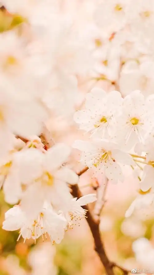 小清新系列壁纸手机壁纸小清新小清新图片唯美简约第134期