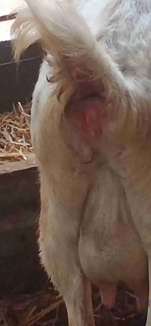 山羊,生过一胎的母羊昨天配孕了,今天自己家的公羊又爬了它,阴道外流