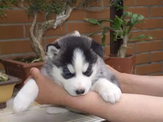 可爱的小哈士奇黑灰色(母) 1200元