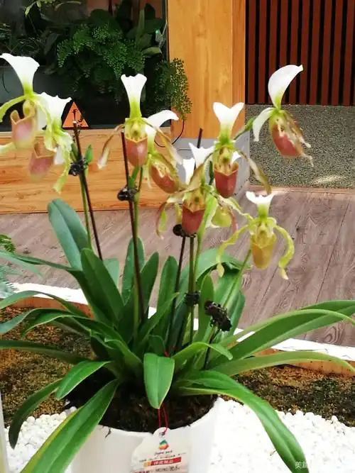 杓兰同色兜兰杓兰长瓣兜兰亨利兜兰彩云兜兰肉饼兜兰紫毛兜兰彩云兜兰