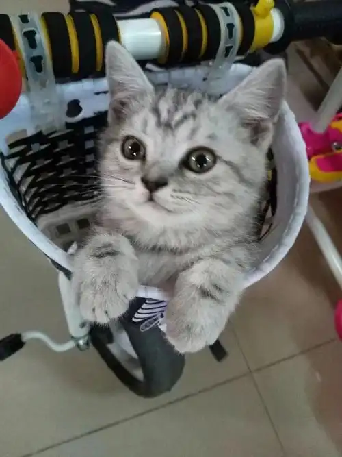 小小美短长大以后