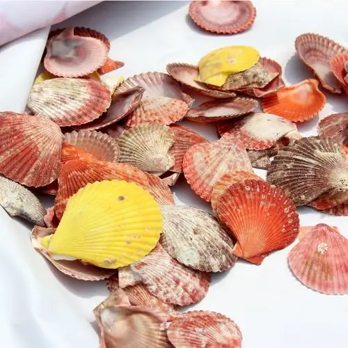 天然梦幻彩色贝壳/扇贝6cm 12元半斤片 海螺/墙贴/鱼缸装饰