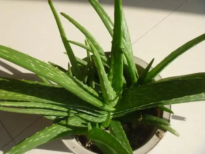 展开全部 中国芦荟(别名元江芦荟)