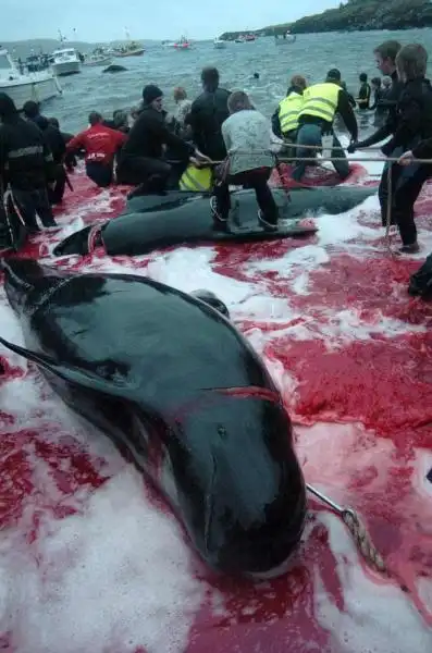 法罗群岛捕鲸 手段残忍场面血腥(组图)