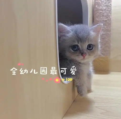 谁说矮脚宝宝只能卖萌04