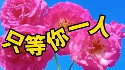 《只等你一人》伤感动听,你陪我一程,我念你一生!