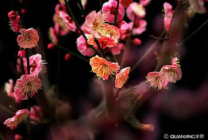 梅花图片_图片大全