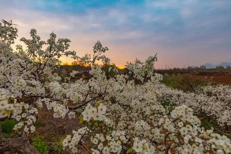 雪白雪白的梨花挂满枝头,微风拂过,宛如穿着缟素的玉女翩翩起舞,摄影