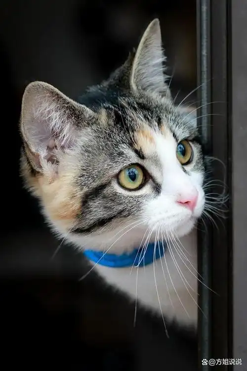 我家的狸花猫,真是个让人又爱又恨的小调皮!