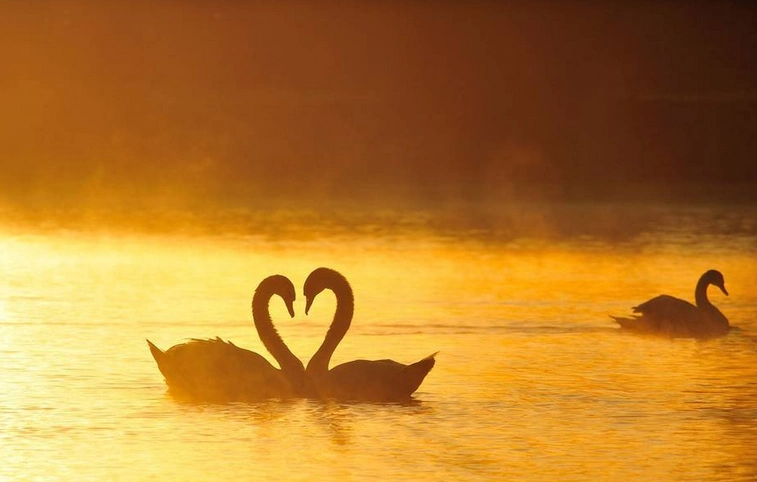 俩天鹅一见钟情摆爱心一只单身鹅突然乱入惨被虐