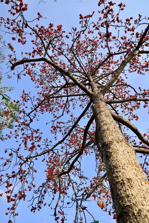 木棉花图片(广州市市花木棉花图片)