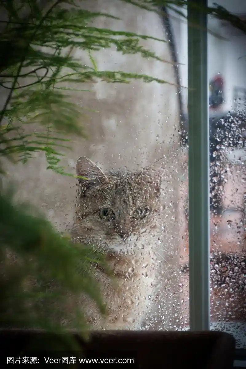 看窗外下雨的猫