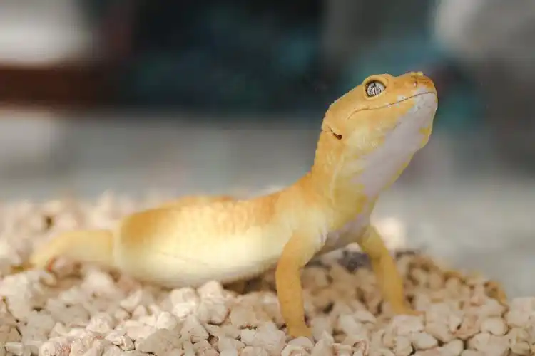 2020宠物|微笑蜥蜴/豹纹守宫 - 摄影师奔奔 - 图虫