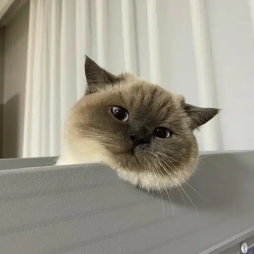 最喜欢动物头像