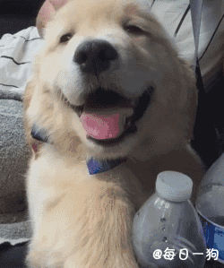 爱笑的小金毛,治愈能力满分的小天使!