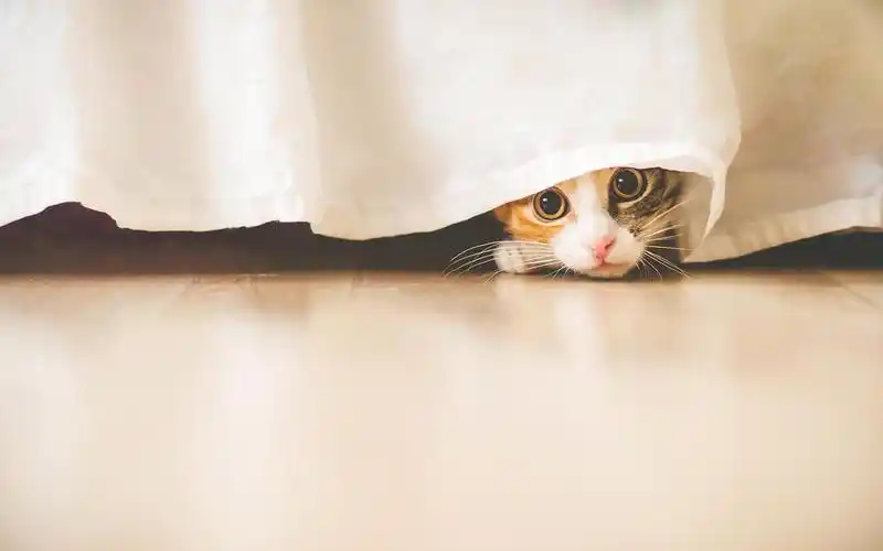 萌宠超q小动物可爱喵星人图片电脑壁纸下载